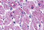 LPAR3 Antibody in Immunohistochemistry (Paraffin) (IHC (P))