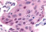 ESRRA Antibody in Immunohistochemistry (Paraffin) (IHC (P))