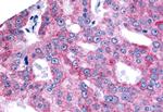 ESRRB Antibody in Immunohistochemistry (Paraffin) (IHC (P))