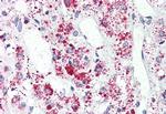 GPR41 Antibody in Immunohistochemistry (Paraffin) (IHC (P))