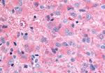 GHSR Antibody in Immunohistochemistry (Paraffin) (IHC (P))