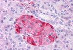 GIPR Antibody in Immunohistochemistry (Paraffin) (IHC (P))