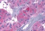 GLP1R Antibody in Immunohistochemistry (Paraffin) (IHC (P))