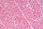 GLP1R Antibody in Immunohistochemistry (Paraffin) (IHC (P))