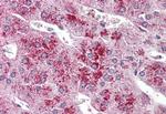 GLP2R Antibody in Immunohistochemistry (Paraffin) (IHC (P))