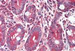 GLP2R Antibody in Immunohistochemistry (Paraffin) (IHC (P))