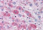 Glucagon Receptor Antibody in Immunohistochemistry (Paraffin) (IHC (P))