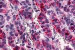 GPR1 Antibody in Immunohistochemistry (Paraffin) (IHC (P))