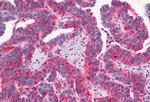 GPR1 Antibody in Immunohistochemistry (Paraffin) (IHC (P))