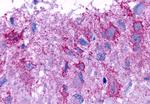 GPR101 Antibody in Immunohistochemistry (Paraffin) (IHC (P))