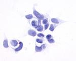 GPR161 Antibody in Immunocytochemistry (ICC/IF)