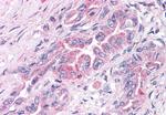 GPR30 Antibody in Immunohistochemistry (Paraffin) (IHC (P))