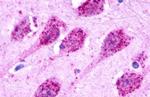 GPR35 Antibody in Immunohistochemistry (Paraffin) (IHC (P))