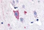 GPR35 Antibody in Immunohistochemistry (Paraffin) (IHC (P))