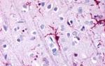 GPR39 Antibody in Immunohistochemistry (Paraffin) (IHC (P))