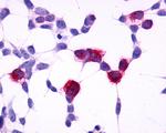 GPR4 Antibody in Immunocytochemistry (ICC/IF)