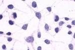 CRTH2 Antibody in Immunocytochemistry (ICC/IF)