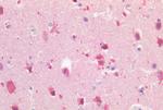 LGR5 Antibody in Immunohistochemistry (Paraffin) (IHC (P))