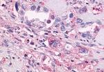 GPR55 Antibody in Immunohistochemistry (Paraffin) (IHC (P))