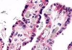 GPR78 Antibody in Immunohistochemistry (Paraffin) (IHC (P))