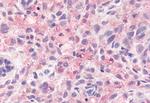 GPR78 Antibody in Immunohistochemistry (Paraffin) (IHC (P))