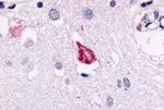 GPR78 Antibody in Immunohistochemistry (Paraffin) (IHC (P))