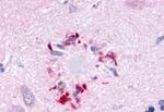 GPR78 Antibody in Immunohistochemistry (Paraffin) (IHC (P))