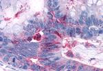 RAI3 Antibody in Immunohistochemistry (Paraffin) (IHC (P))