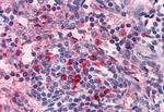 HRH4 Antibody in Immunohistochemistry (Paraffin) (IHC (P))