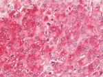 HRH4 Antibody in Immunohistochemistry (Paraffin) (IHC (P))