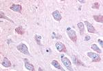 LINGO1 Antibody in Immunohistochemistry (Paraffin) (IHC (P))