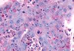 MC4R Antibody in Immunohistochemistry (Paraffin) (IHC (P))