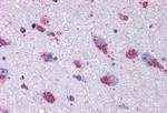 MRGPRX2 Antibody in Immunohistochemistry (Paraffin) (IHC (P))