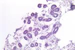 MRGPRX2 Antibody in Immunohistochemistry (Paraffin) (IHC (P))