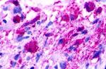 NMUR1 Antibody in Immunohistochemistry (Paraffin) (IHC (P))