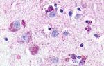 NMUR1 Antibody in Immunohistochemistry (Paraffin) (IHC (P))