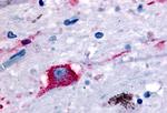 NPBWR2 Antibody in Immunohistochemistry (Paraffin) (IHC (P))