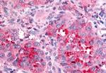 NPBWR2 Antibody in Immunohistochemistry (Paraffin) (IHC (P))