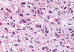 NPSR1 Antibody in Immunohistochemistry (Paraffin) (IHC (P))