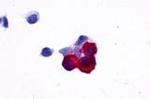 NPY5R Antibody in Immunocytochemistry (ICC/IF)