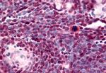 TLX Antibody in Immunohistochemistry (Paraffin) (IHC (P))