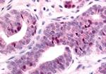 TLX Antibody in Immunohistochemistry (Paraffin) (IHC (P))