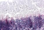 PNR Antibody in Immunohistochemistry (Paraffin) (IHC (P))