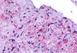 Opsin 5 Antibody in Immunohistochemistry (Paraffin) (IHC (P))