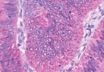 OR2A4 Antibody in Immunohistochemistry (Paraffin) (IHC (P))