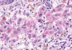 OR2A4 Antibody in Immunohistochemistry (Paraffin) (IHC (P))