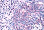 OR2A4 Antibody in Immunohistochemistry (Paraffin) (IHC (P))