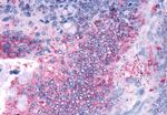 OR2A4 Antibody in Immunohistochemistry (Paraffin) (IHC (P))