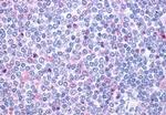 P2Y10 Antibody in Immunohistochemistry (Paraffin) (IHC (P))