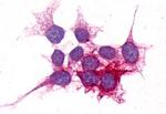 P2Y14 Antibody in Immunocytochemistry (ICC/IF)